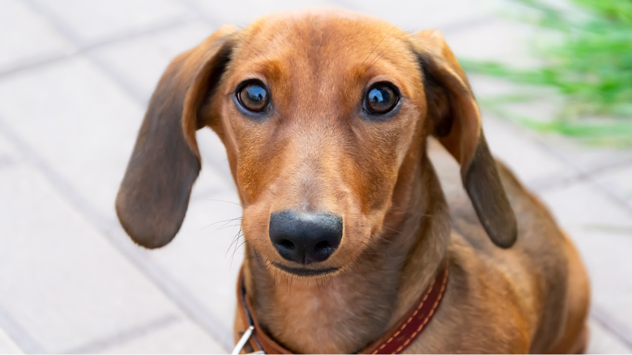 What Weight Should a Miniature Dachshund Be