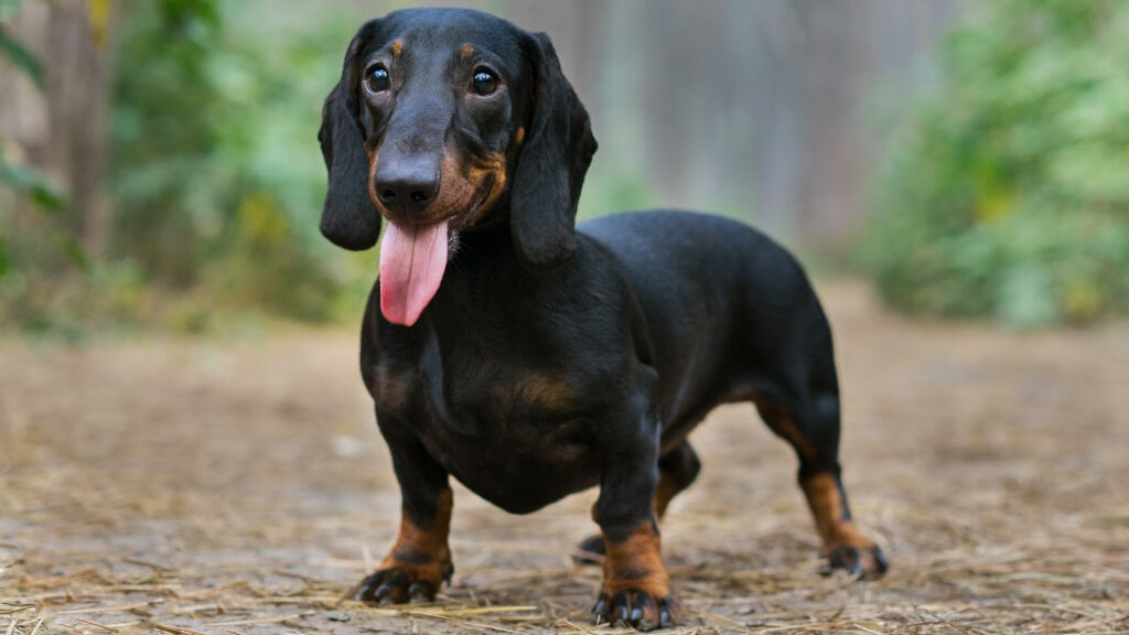 How Much Should a Miniature Dachshund Weigh? Minature Dachshund