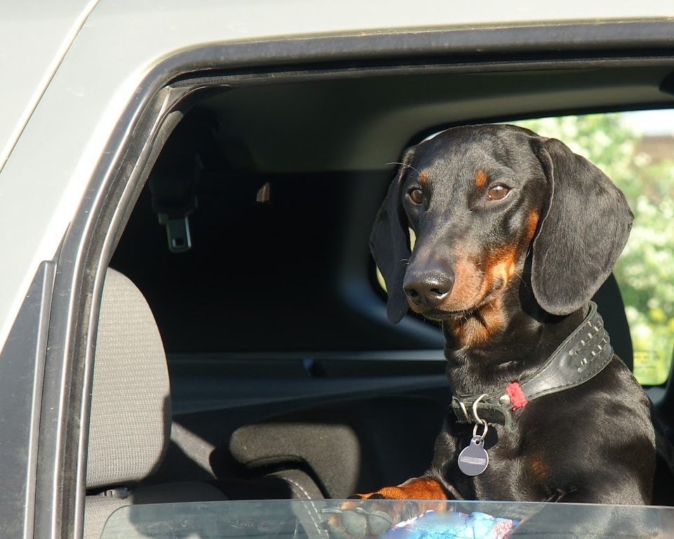 Law on Dogs in Cars UK
