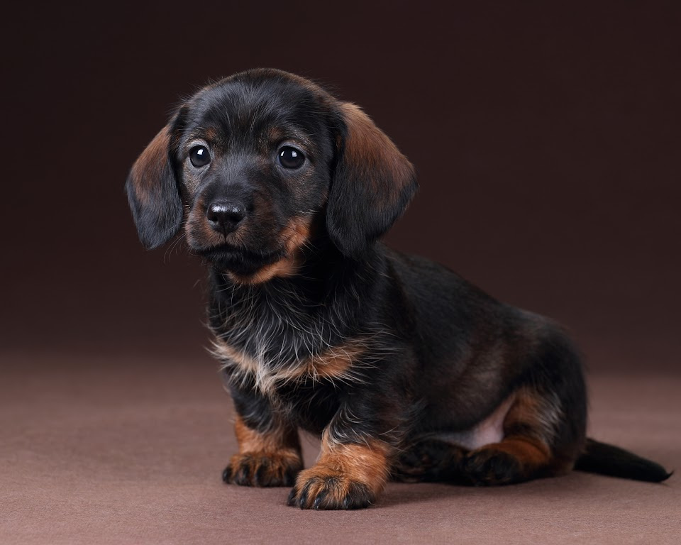 Miniature Dachshund puppy