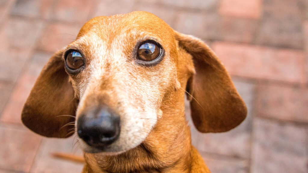 How Much to Feed a Mini Dachshund Basic Feeding Guide for Owners Minature Dachshund
